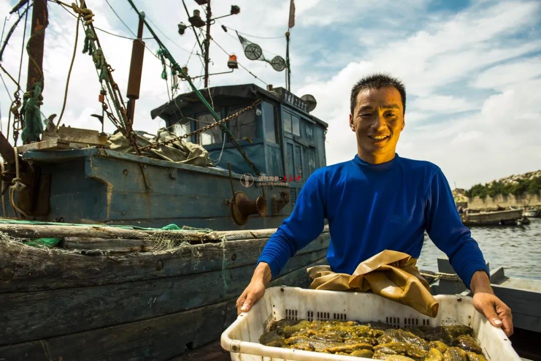 海参吃活性更利于营养吸收，市民尝鲜“喝着吃”海参